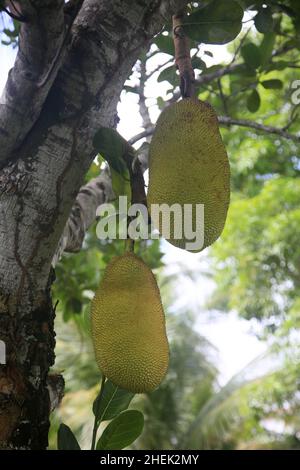 conde, bahia, brasil - 9 gennaio 2022: Frutta di Jackfruit in un albero di jackfruit nella città di Conde. Foto Stock