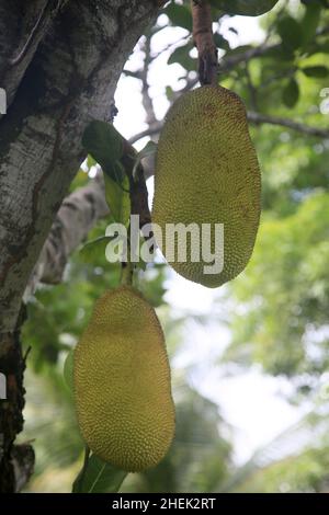 conde, bahia, brasil - 9 gennaio 2022: Frutta di Jackfruit in un albero di jackfruit nella città di Conde. Foto Stock