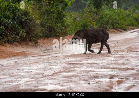 Il tapir è il più grande mammifero di terra del Sud America Foto Stock