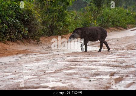 Il tapir è il più grande mammifero di terra del Sud America Foto Stock