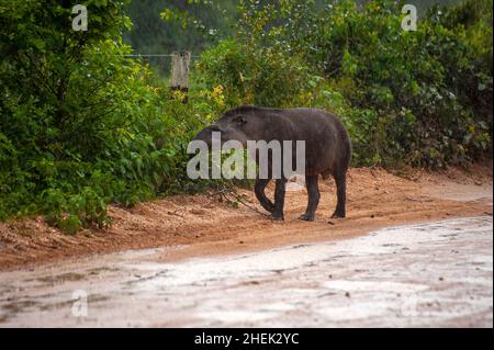 Il tapir è il più grande mammifero di terra del Sud America Foto Stock