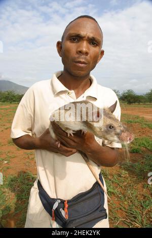 UN GESTORE CON UNA RAT GIGANTE ADDESTRATA (CRICETOMYS GAMBIANUS) PRESSO IL CENTRO DI FORMAZIONE APOPO, SOKOINE UNIVERSITY OF AGRICULTURE, MOROGORO, TANZANIA. AL CENTRO LA COMPAGNIA BELGA (APOPO), IL BAMBINO DI CERVELLO DI BART WEETJENS, STA ADDESTRANDO I RATTI PER INDIVIDUARE LE MINE TERRESTRI DA UTILIZZARE NELLE REGIONI DEVASTATE DALLA GUERRA. I RATTI SONO CONSIDERATI IDEALI PER IL LAVORO DI RILEVAMENTO DELLE MINIERE, ESSENDO PIÙ ECONOMICI DA ADDESTRARE RISPETTO AI CANI DA CECCHINO PIÙ CONVENZIONALI, OLTRE AD ESSERE PIÙ FACILI DA TRASPORTARE E MENO INCLINI A LEGARSI A GESTORI SPECIFICI. I RATTI SONO ANCHE RESISTENTI ALLE MALATTIE E RELATIVAMENTE POCO COSTOSI DA OSPITARE E NUTRIRE. Foto Stock