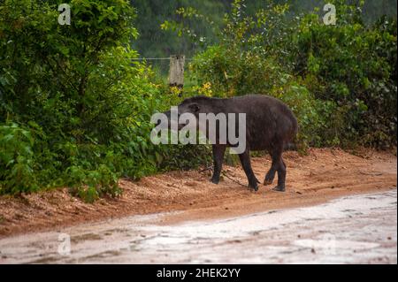 Il tapir è il più grande mammifero di terra del Sud America Foto Stock