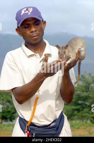 UN GESTORE CON UNA RAT GIGANTE ADDESTRATA (CRICETOMYS GAMBIANUS) PRESSO IL CENTRO DI FORMAZIONE APOPO, SOKOINE UNIVERSITY OF AGRICULTURE, MOROGORO, TANZANIA. AL CENTRO LA COMPAGNIA BELGA (APOPO), IL BAMBINO DI CERVELLO DI BART WEETJENS, STA ADDESTRANDO I RATTI PER INDIVIDUARE LE MINE TERRESTRI DA UTILIZZARE NELLE REGIONI DEVASTATE DALLA GUERRA. I RATTI SONO CONSIDERATI IDEALI PER IL LAVORO DI RILEVAMENTO DELLE MINIERE, ESSENDO PIÙ ECONOMICI DA ADDESTRARE RISPETTO AI CANI DA CECCHINO PIÙ CONVENZIONALI, OLTRE AD ESSERE PIÙ FACILI DA TRASPORTARE E MENO INCLINI A LEGARSI A GESTORI SPECIFICI. I RATTI SONO ANCHE RESISTENTI ALLE MALATTIE E RELATIVAMENTE POCO COSTOSI DA OSPITARE E NUTRIRE. Foto Stock