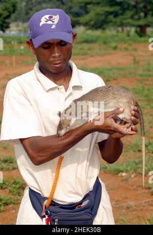 UN GESTORE CON UNA RAT GIGANTE ADDESTRATA (CRICETOMYS GAMBIANUS) PRESSO IL CENTRO DI FORMAZIONE APOPO, SOKOINE UNIVERSITY OF AGRICULTURE, MOROGORO, TANZANIA. AL CENTRO LA COMPAGNIA BELGA (APOPO), IL BAMBINO DI CERVELLO DI BART WEETJENS, STA ADDESTRANDO I RATTI PER INDIVIDUARE LE MINE TERRESTRI DA UTILIZZARE NELLE REGIONI DEVASTATE DALLA GUERRA. I RATTI SONO CONSIDERATI IDEALI PER IL LAVORO DI RILEVAMENTO DELLE MINIERE, ESSENDO PIÙ ECONOMICI DA ADDESTRARE RISPETTO AI CANI DA CECCHINO PIÙ CONVENZIONALI, OLTRE AD ESSERE PIÙ FACILI DA TRASPORTARE E MENO INCLINI A LEGARSI A GESTORI SPECIFICI. I RATTI SONO ANCHE RESISTENTI ALLE MALATTIE E RELATIVAMENTE POCO COSTOSI DA OSPITARE E NUTRIRE. Foto Stock