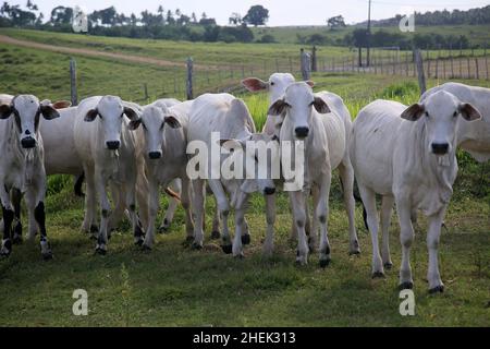 conde, bahia, brasile - 7 gennaio 2022: I bovini sono visti in un Corral di una fattoria nella città di Conde. Foto Stock