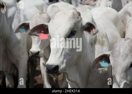 conde, bahia, brasile - 7 gennaio 2022: I bovini sono visti in un Corral di una fattoria nella città di Conde. Foto Stock