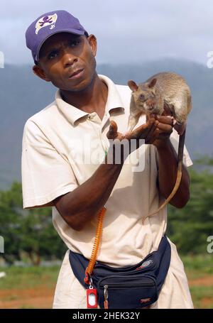 UN GESTORE CON UNA RAT GIGANTE ADDESTRATA (CRICETOMYS GAMBIANUS) PRESSO IL CENTRO DI FORMAZIONE APOPO, SOKOINE UNIVERSITY OF AGRICULTURE, MOROGORO, TANZANIA. AL CENTRO LA COMPAGNIA BELGA (APOPO), IL BAMBINO DI CERVELLO DI BART WEETJENS, STA ADDESTRANDO I RATTI PER INDIVIDUARE LE MINE TERRESTRI DA UTILIZZARE NELLE REGIONI DEVASTATE DALLA GUERRA. I RATTI SONO CONSIDERATI IDEALI PER IL LAVORO DI RILEVAMENTO DELLE MINIERE, ESSENDO PIÙ ECONOMICI DA ADDESTRARE RISPETTO AI CANI DA CECCHINO PIÙ CONVENZIONALI, OLTRE AD ESSERE PIÙ FACILI DA TRASPORTARE E MENO INCLINI A LEGARSI A GESTORI SPECIFICI. I RATTI SONO ANCHE RESISTENTI ALLE MALATTIE E RELATIVAMENTE POCO COSTOSI DA OSPITARE E NUTRIRE. Foto Stock