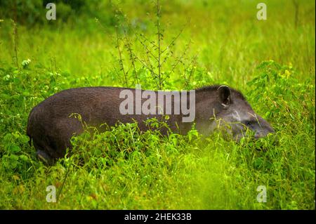 Il tapir è il più grande mammifero di terra del Sud America Foto Stock