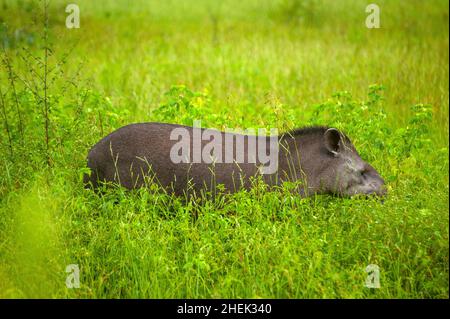 Il tapir è il più grande mammifero di terra del Sud America Foto Stock