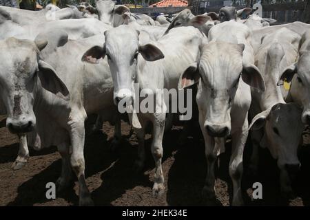 conde, bahia, brasile - 7 gennaio 2022: I bovini sono visti in un Corral di una fattoria nella città di Conde. Foto Stock