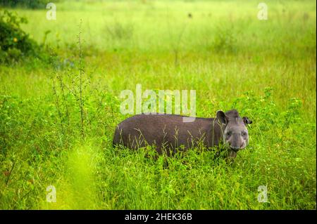 Il tapir è il più grande mammifero di terra del Sud America Foto Stock