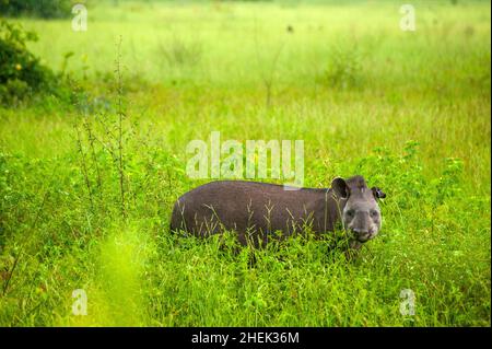 Il tapir è il più grande mammifero di terra del Sud America Foto Stock