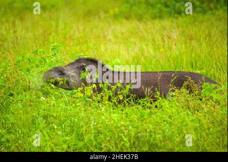 Il tapir è il più grande mammifero di terra del Sud America Foto Stock