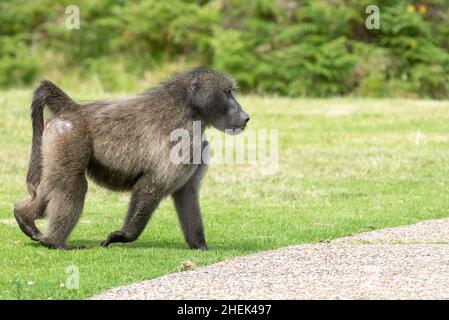 Bambino adulto maschio Chacma (Papio ursinus) al Giardino Botanico Harold Porter, Betty's Bay, Western Cape, Sudafrica, 25 dicembre 2021. Foto Stock