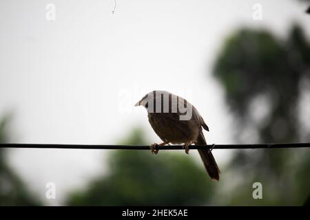 Un uccello del babbler (jangle babbler) siede su una corda e ha visto la bellezza di questo mondo Foto Stock