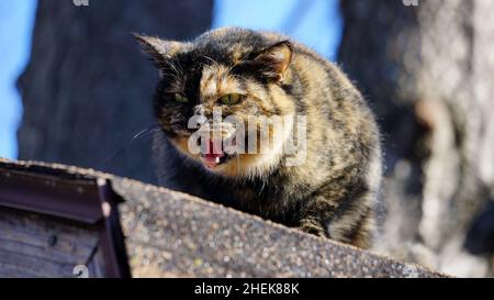 Un gatto con capelli corti tortie in piedi su un tetto e sibilante Foto Stock