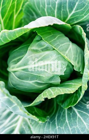 Una giovane testa di cavolo. Ritaglio verticale. Primo piano. Sfondo verde naturale. Foto Stock