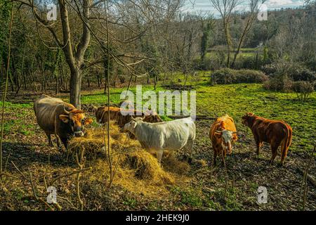 Durante l'inverno la mandria di mucche viene nutrita di fieno raccolto in estate. Abruzzo, Italia, Europa Foto Stock