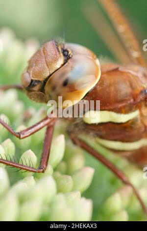 Aeshna grandis, Brown Hawker Dragonfly a riposo su Sedum germogli  Norfolk UK Foto Stock
