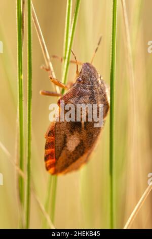 Eurygaster testudinaria, Tortoise schermbug, sull'erba  Norfolk UK Foto Stock