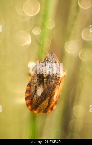 Eurygaster testudinaria, Tortoise schermbug, sull'erba  Norfolk UK Foto Stock