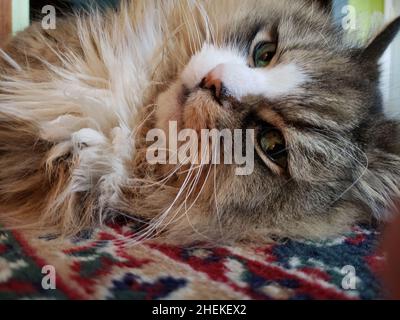 Gatto ragamuffin che riposa su un tappeto Foto Stock