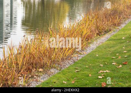 Colorful fall and reflection of trees and modern buildings on  water. Close up Foto Stock