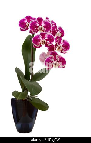 Orchidea phalaenopsis viola macchiata in vaso di fiori isolato su sfondo bianco Foto Stock