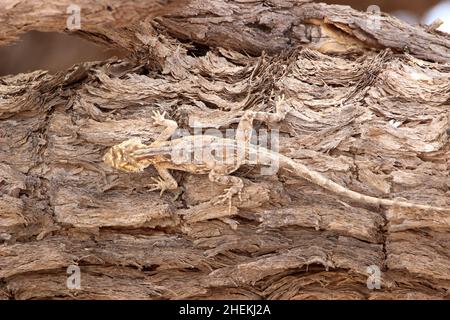 Terreno femminile AGAMA camuffato su un albero, Kgalagadi Foto Stock