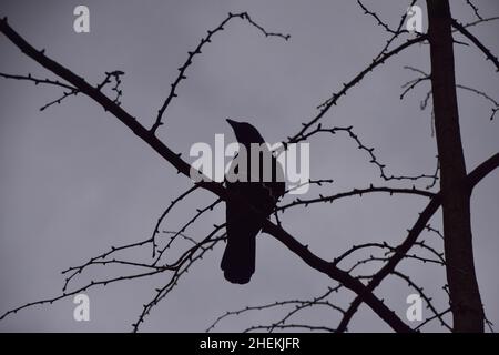 Silhouette di un corvo nero adulto su un ramo di albero. Foto Stock