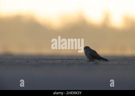 Un gheppio comune (Falco tinnunculus) visto da un angolo basso retroilluminato dal sole. Foto Stock