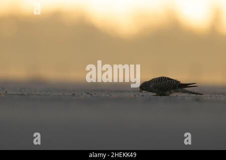 Un gheppio comune (Falco tinnunculus) visto da un angolo basso retroilluminato dal sole. Foto Stock