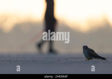 Un gheppio comune (Falco tinnunculus) visto da un angolo basso retroilluminato dal sole. Foto Stock