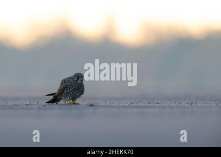 Un gheppio comune (Falco tinnunculus) visto da un angolo basso retroilluminato dal sole. Foto Stock