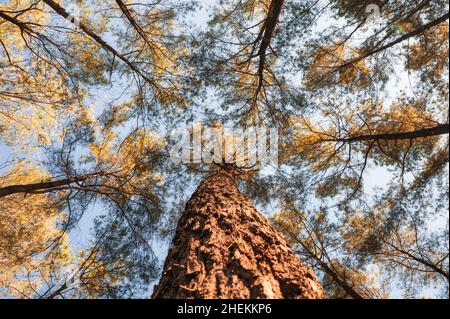 Guardando su di pini nella foresta autunnale in giornata di sole al parco nazionale Foto Stock