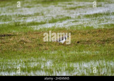 Il lapping settentrionale, Vanellus vanellus, anche pewit o pewit, tuit o tew, plover verde, o pyewipe o appena lappando wading attraverso una zona umida Foto Stock