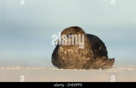 Primo piano di un Falkland skua su una costa sabbiosa dall'oceano Atlantico nelle Isole Falkland. Foto Stock