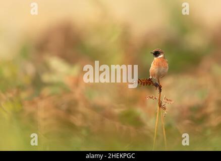 stonechat europeo che si aggetta su un ramo di felce contro sfondo colorato, Regno Unito. Foto Stock