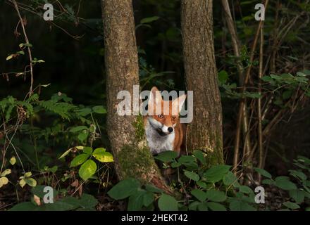 Primo piano di una volpe rossa curiosa nella foresta, Regno Unito. Foto Stock