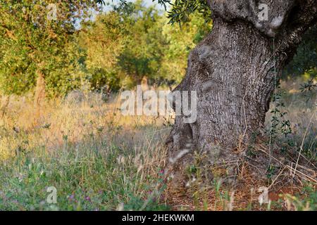 Corteccia di vecchio ulivo con forme del viso umano in una giornata di sole. Primo piano di un suggestivo volto umano di ulivo pugliese su un oliveto a pu Foto Stock