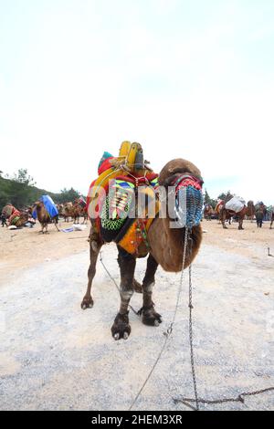 Bodrum, Turchia - 03 gennaio 2016: Il wrestling tradizionale del cammello è molto popolare nella regione egea della Turchia. Cammelli fantasia con abiti colorati per te Foto Stock