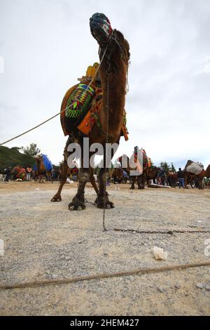 Bodrum, Turchia - 03 gennaio 2016: Il wrestling tradizionale del cammello è molto popolare nella regione egea della Turchia. Cammelli fantasia con abiti colorati per te Foto Stock