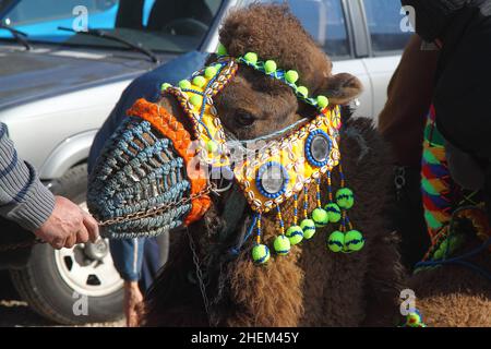 Bodrum, Turchia - 03 gennaio 2016: Il wrestling tradizionale del cammello è molto popolare nella regione egea della Turchia. Cammelli fantasia con abiti colorati per te Foto Stock