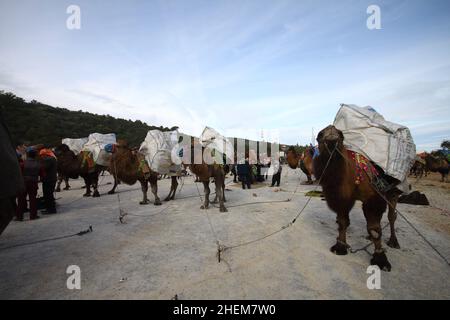 Bodrum, Turchia - 03 gennaio 2016: Il wrestling tradizionale del cammello è molto popolare nella regione egea della Turchia. Cammelli fantasia con abiti colorati per te Foto Stock