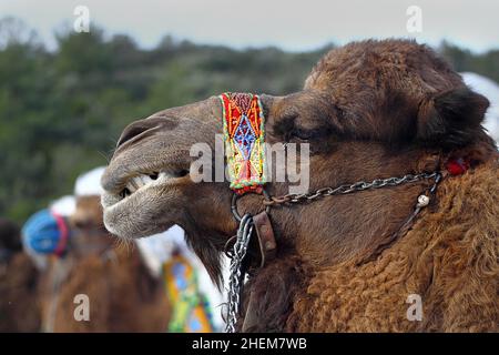 Bodrum, Turchia - 03 gennaio 2016: Il wrestling tradizionale del cammello è molto popolare nella regione egea della Turchia. Cammelli fantasia con abiti colorati per te Foto Stock