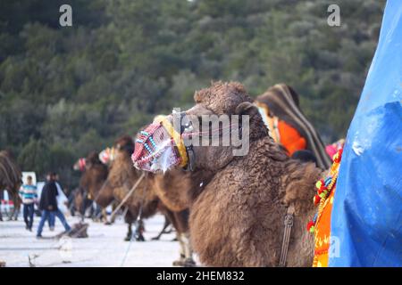 Bodrum, Turchia - 03 gennaio 2016: Il wrestling tradizionale del cammello è molto popolare nella regione egea della Turchia. Cammelli fantasia con abiti colorati per te Foto Stock