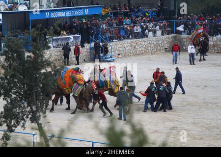 Bodrum, Turchia - 03 gennaio 2016: Il wrestling tradizionale del cammello è molto popolare nella regione egea della Turchia. Cammelli fantasia con abiti colorati per te Foto Stock