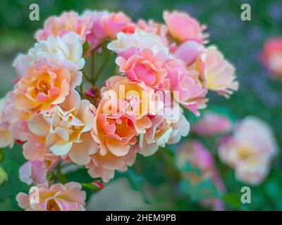 Floribunda Jazz rosa, ramo lussureggiante di fiori colorati su sfondo sfocato colorato con soft focus. Foto Stock
