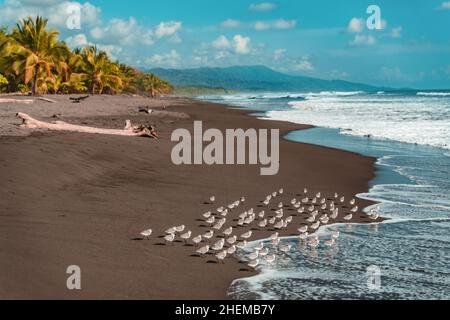 Playa de Matapalo, Costa Rica. Shorebirds foraging lungo le onde sulla costa. Paesaggio naturale Foto Stock